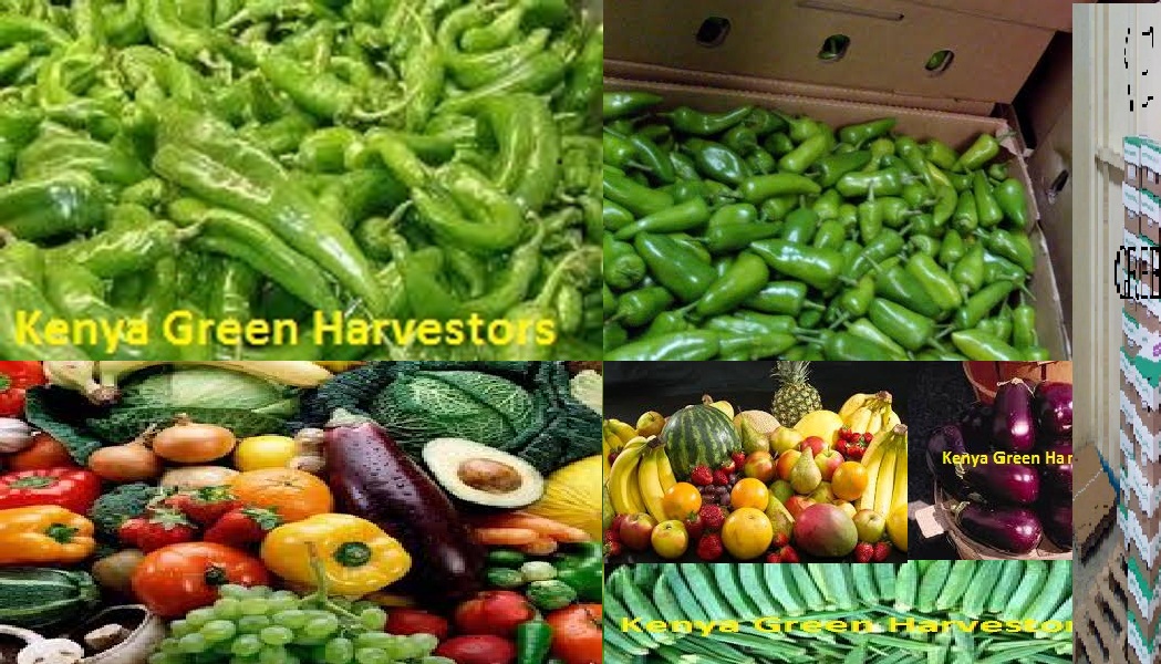 ASIAN VEGETABLES|AFRICAN VEGETABLES|FRESH FRUITS|OKRA|BULLET CHILLI |LONG CHILLI| AUBERGINE|CARROTS|FRENCH BEANS|AVOCADO|RAVAYA|APPLE MANGOES|PASSION FRUITS|RED CHILLI|WHOLE SELLERS|EXPORTERS|SUPPLIERS IN KENYA| IN AFRICA|IN EGYPT|IN ALGERIA|IN NORWAY|IN GERMANY|IN USA|IN QATAR|IN SAUDI ARABIA|IN BAHRAIN | IN SWITZELAND|IN SPAIN|IN DENMARK|IN DUBAI|IN CHINA|IN IRELAND|IN CANADA|IN AUSTRALIA